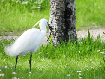 Little Egret 打上川治水緑地 Thu, 5/2/2024