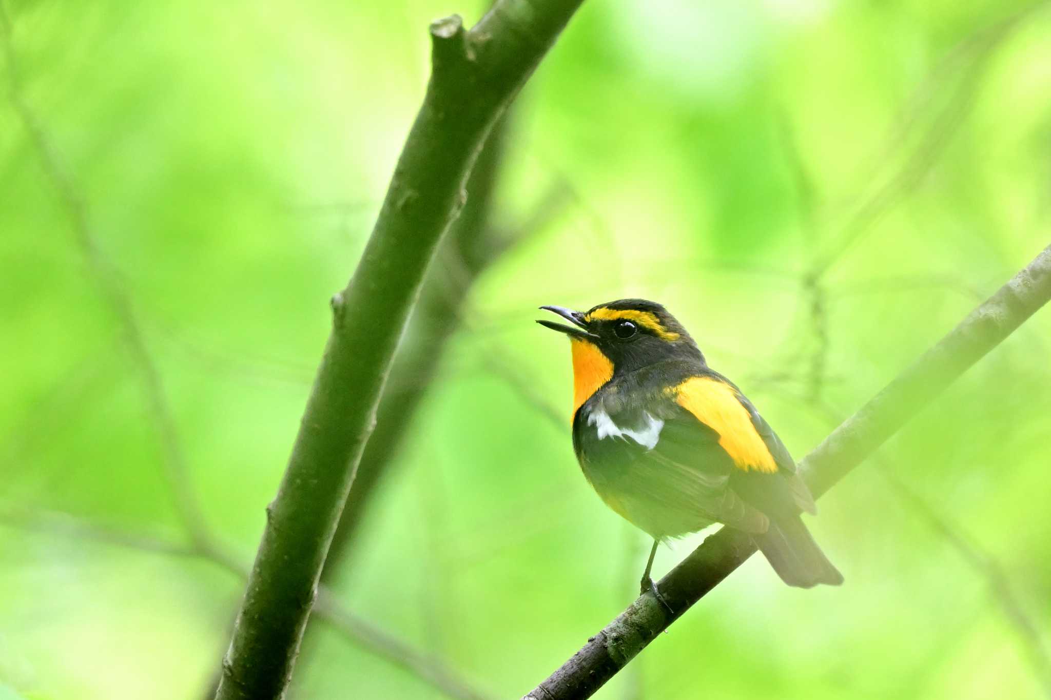 Photo of Narcissus Flycatcher at 相模原市 by がぶたん