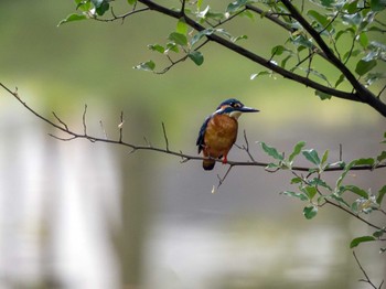 Common Kingfisher 松見公園(茨城県つくば市) Wed, 5/15/2024