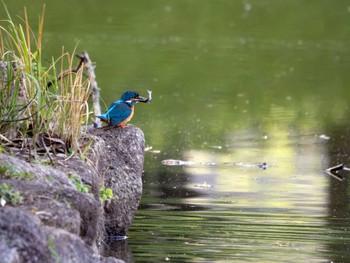 カワセミ つくば市 2024年5月15日(水)