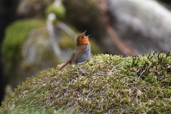 Sun, 4/21/2024 Birding report at 横根高原