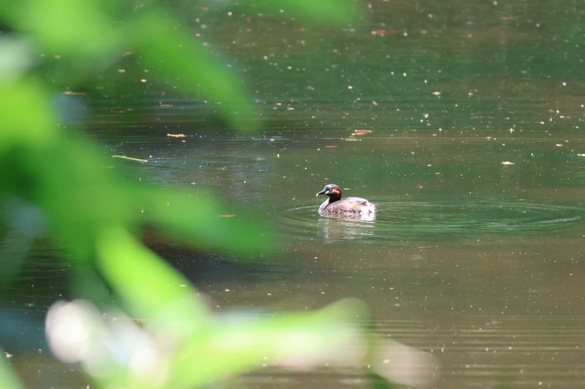 Photo of Little Grebe at 都内 by Kei