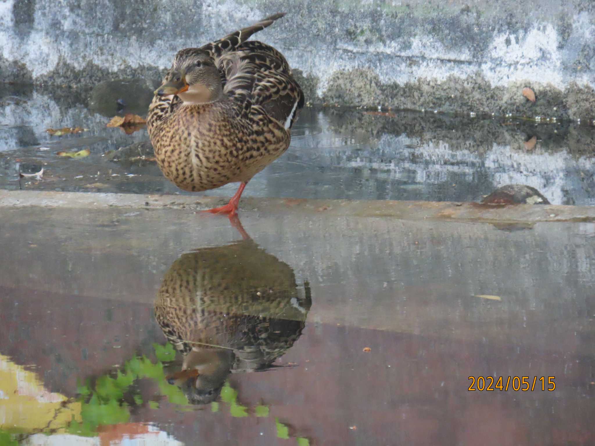 Photo of Mallard at 仙台堀川公園(江東区) by チョコレート