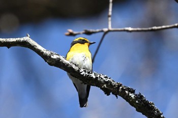 Narcissus Flycatcher Senjogahara Marshland Fri, 5/3/2024