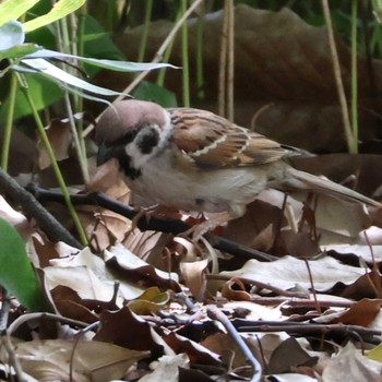 Eurasian Tree Sparrow 都内 Wed, 5/15/2024