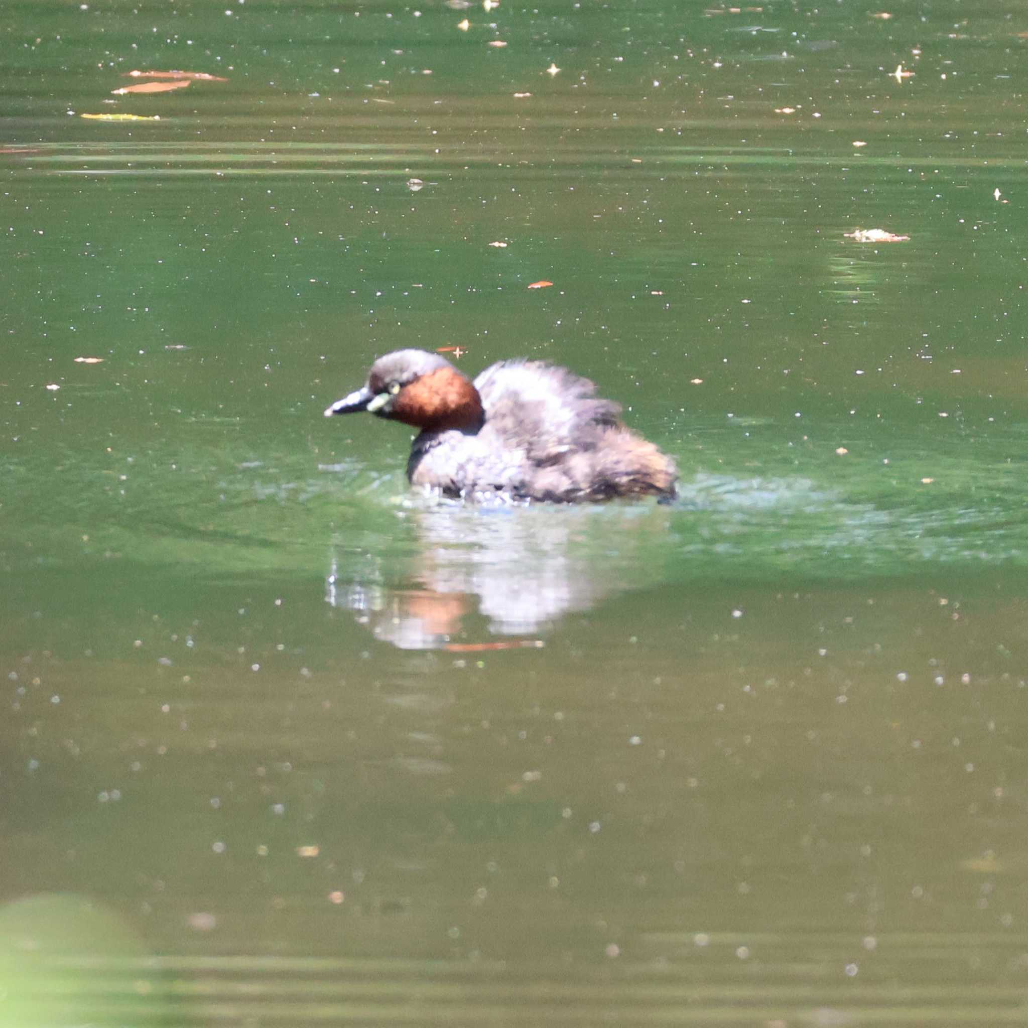 Photo of Little Grebe at 都内 by Kei
