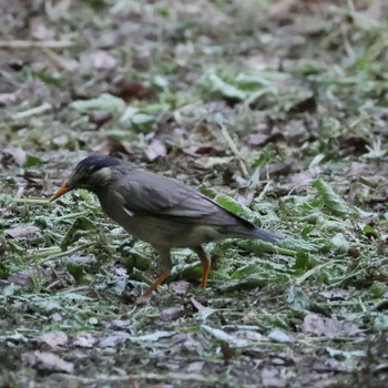 White-cheeked Starling 都内 Wed, 5/15/2024