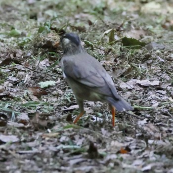 White-cheeked Starling 都内 Wed, 5/15/2024