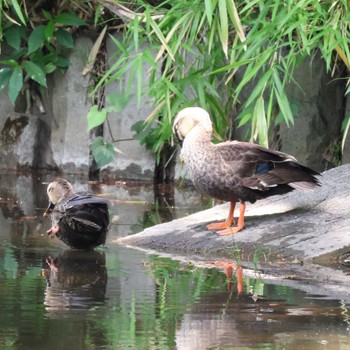 Eastern Spot-billed Duck 都内 Wed, 5/15/2024