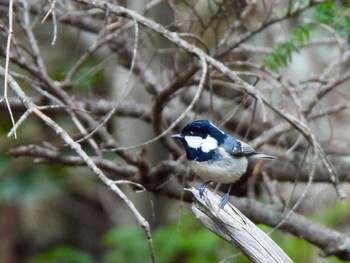 Coal Tit Okuniwaso(Mt. Fuji) Wed, 5/15/2024