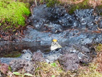 2024年5月15日(水) 奥庭荘(富士山)の野鳥観察記録