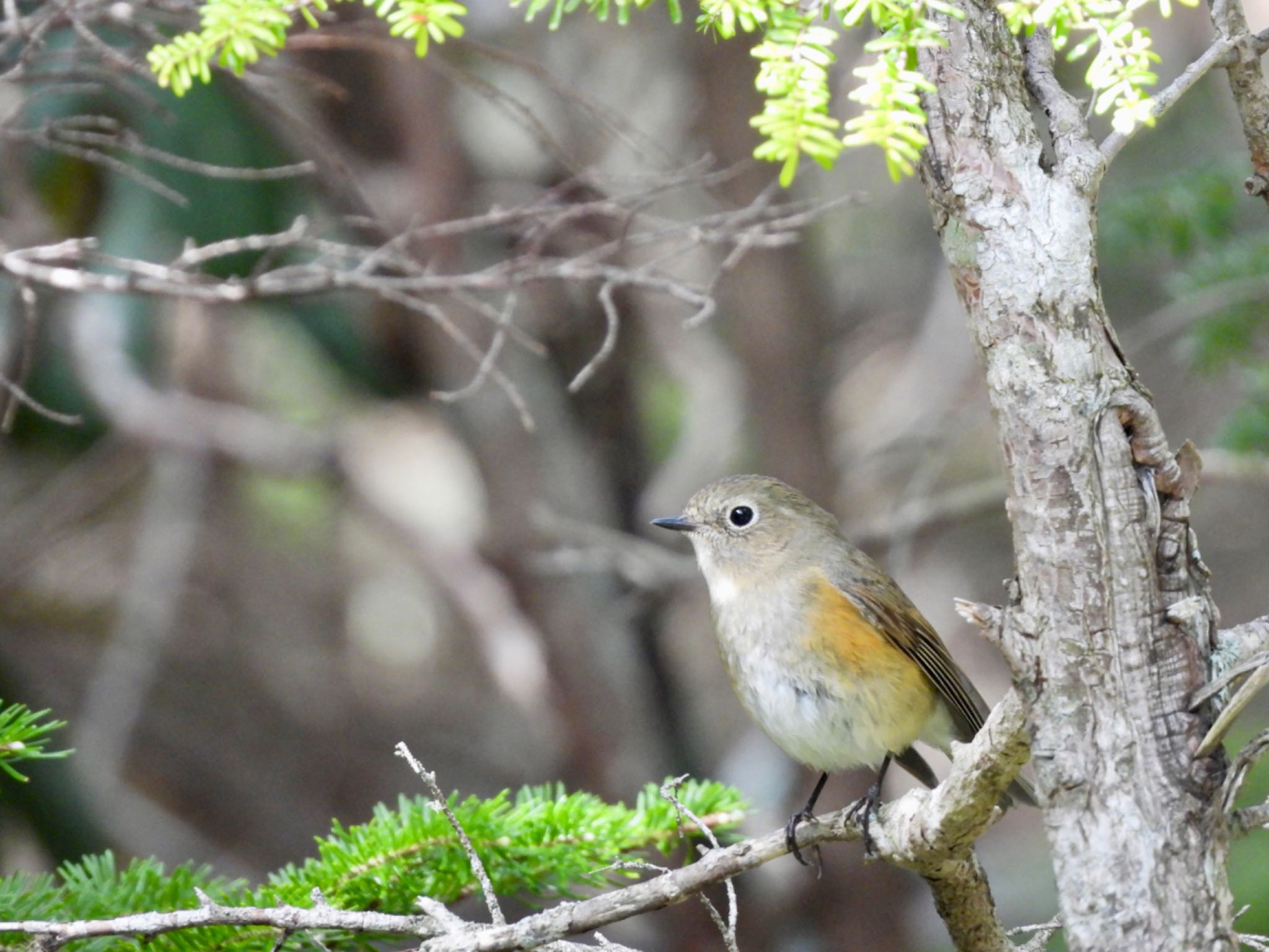 Photo of Red-flanked Bluetail at Okuniwaso(Mt. Fuji) by くー