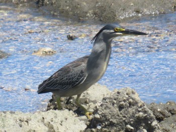 Sat, 5/11/2024 Birding report at Tokyo Port Wild Bird Park