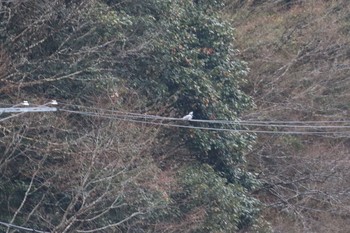 2019年1月6日(日) 武田尾の野鳥観察記録