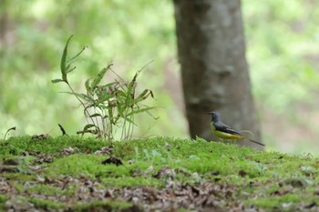 Grey Wagtail Hayatogawa Forest Road Mon, 4/29/2024