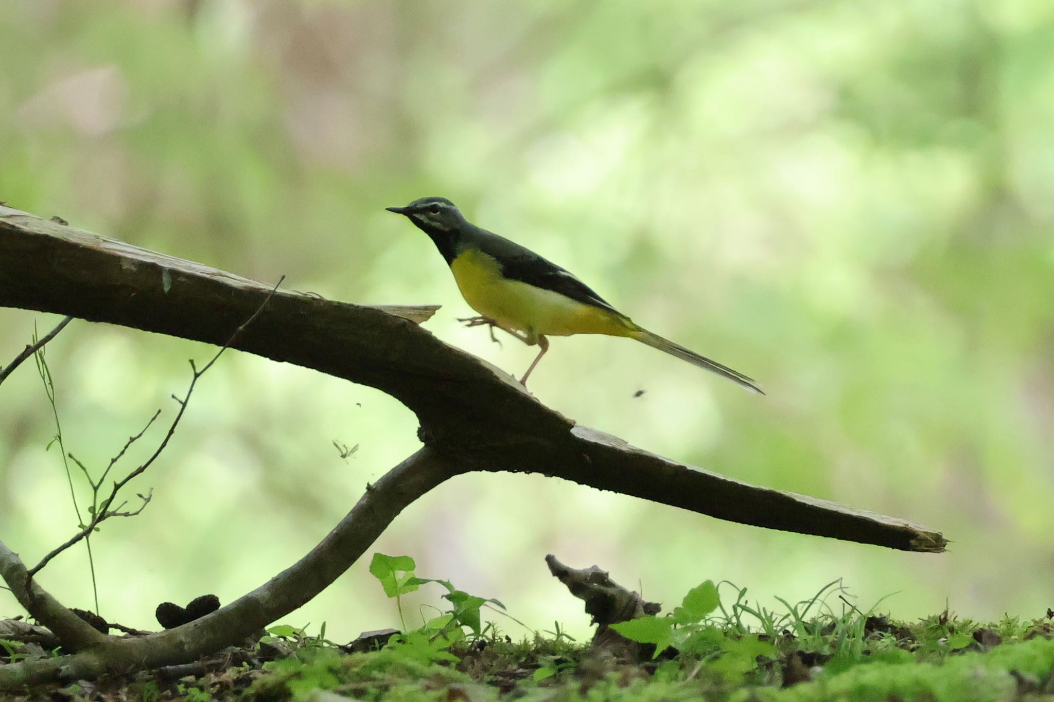 Photo of Grey Wagtail at Hayatogawa Forest Road by ToriaTama