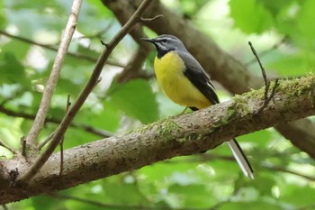 Grey Wagtail Hayatogawa Forest Road Mon, 4/29/2024