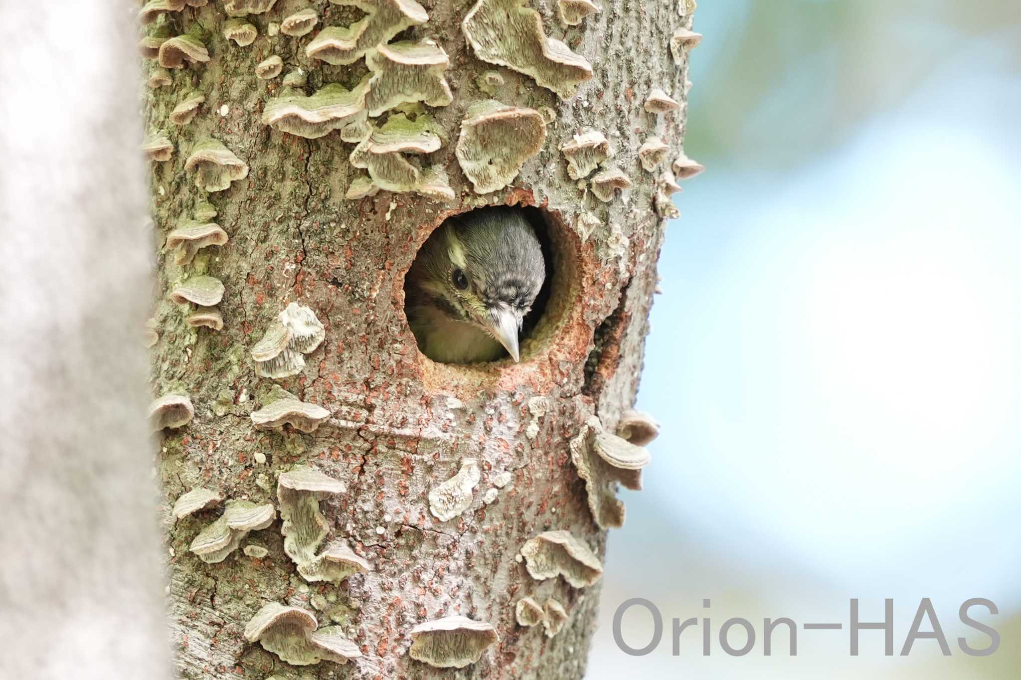 親を待っている姿がメチャ可愛い♪　α９Ⅲ　600ｍｍ　F5.6 by Orion-HAS