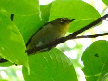 Warbling White-eye Maioka Park Wed, 5/15/2024