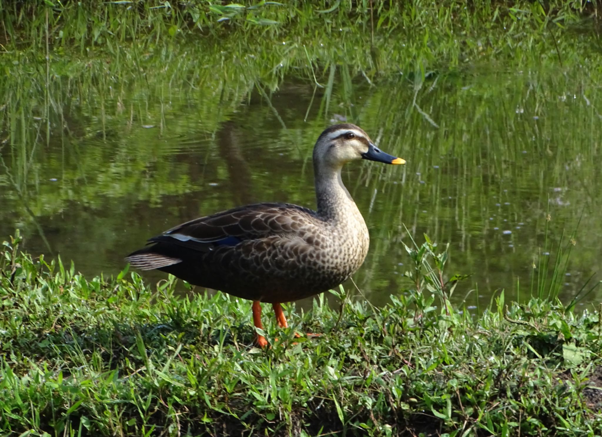 Photo of Eastern Spot-billed Duck at Maioka Park by KAWASEMIぴー