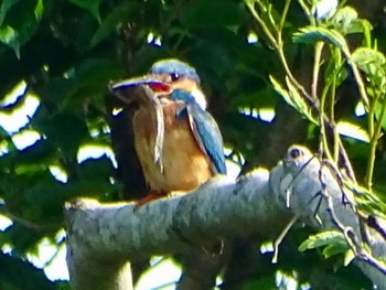 Common Kingfisher Maioka Park Wed, 5/15/2024