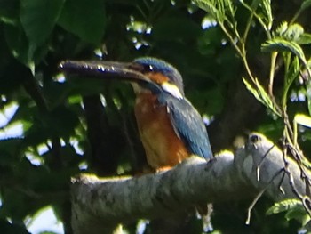 Common Kingfisher Maioka Park Wed, 5/15/2024
