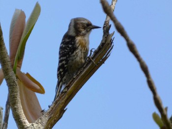 Japanese Pygmy Woodpecker 丸火自然公園 Sat, 4/20/2024