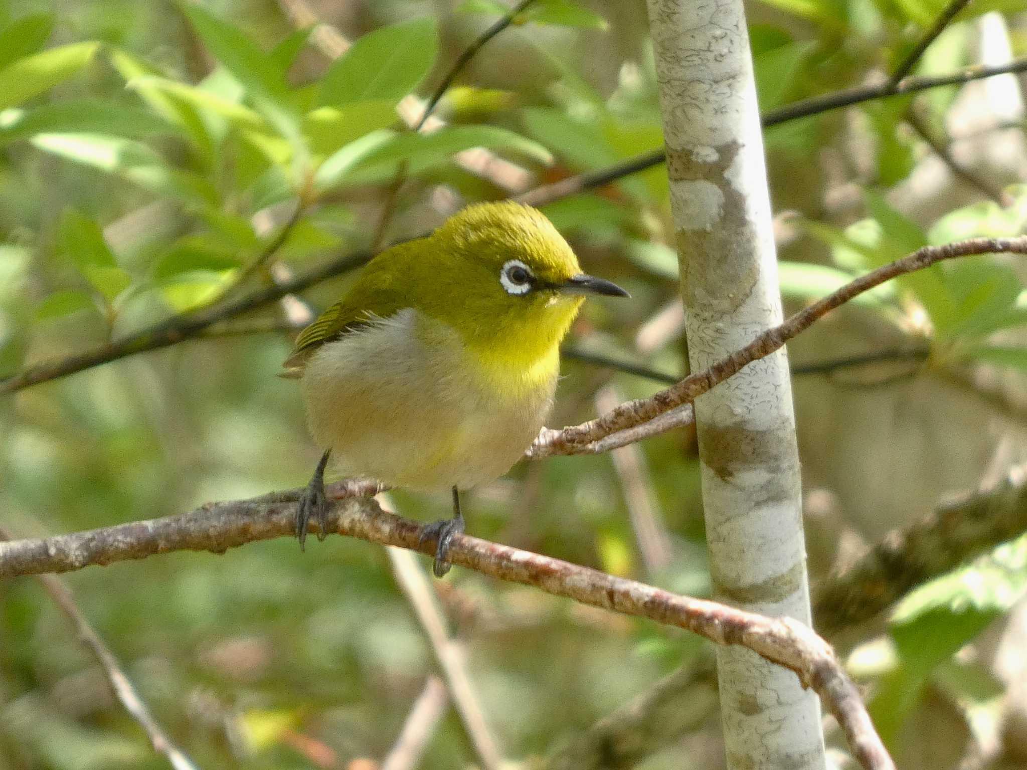 Photo of Warbling White-eye at 丸火自然公園 by koshi