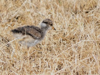 Grey-headed Lapwing 浮島ヶ原自然公園 Sat, 5/11/2024