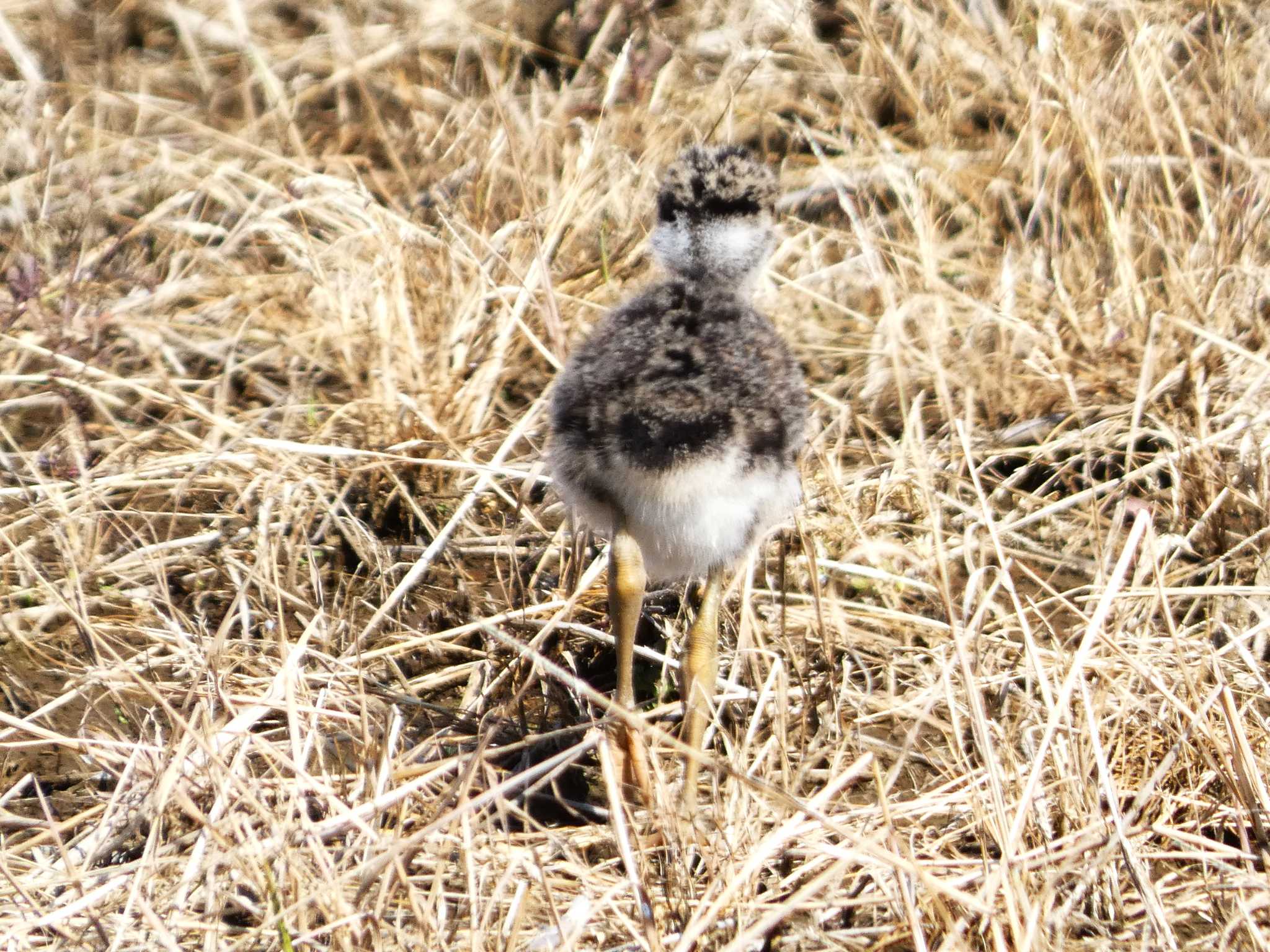 Photo of Grey-headed Lapwing at 浮島ヶ原自然公園 by koshi