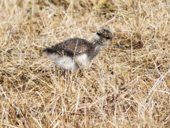 Grey-headed Lapwing 浮島ヶ原自然公園 Sat, 5/11/2024