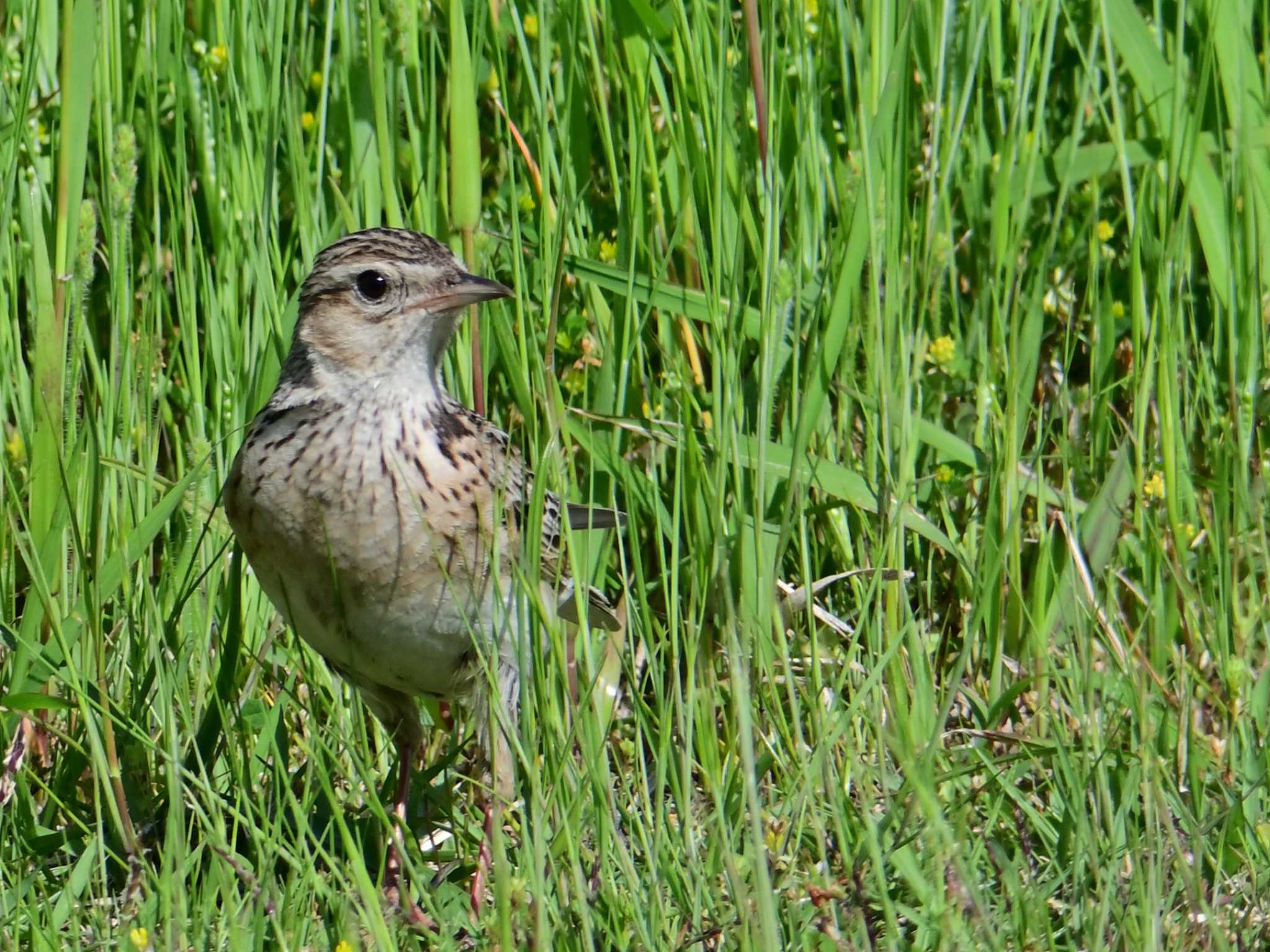 Eurasian Skylark