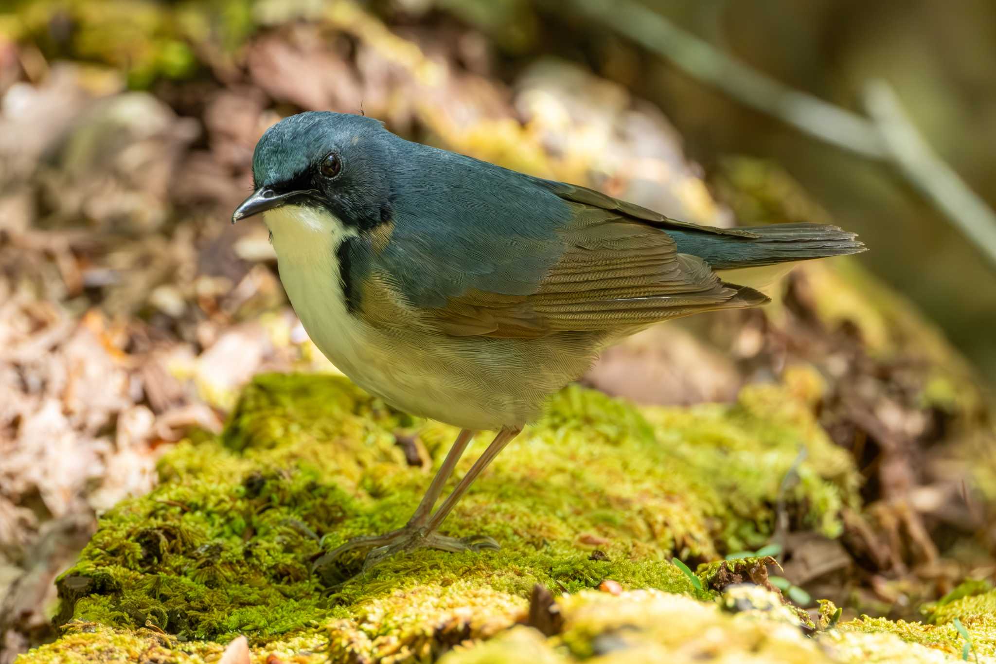 Siberian Blue Robin