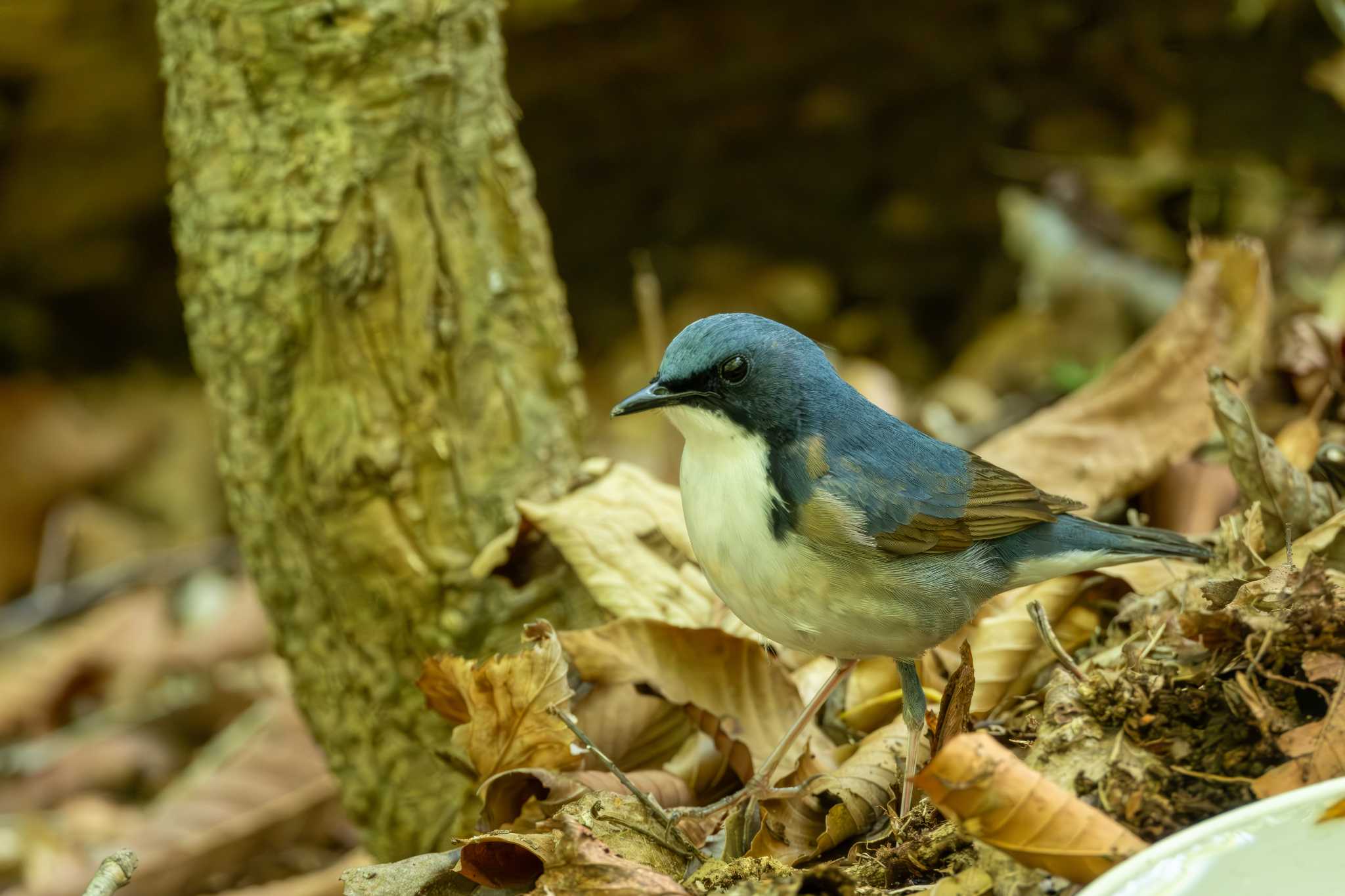 Siberian Blue Robin