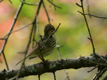 Olive-backed Pipit 秩父 Mon, 4/29/2024