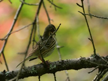 Olive-backed Pipit 秩父 Mon, 4/29/2024