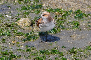 Little Stint 日の出三番瀬沿い緑道 Tue, 5/14/2024