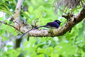 サンコウチョウ 八王子城跡 2024年5月15日(水)