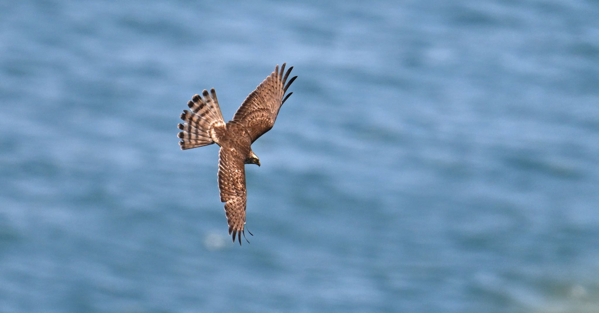 Photo of Grey-faced Buzzard at 徳島県 by あん子