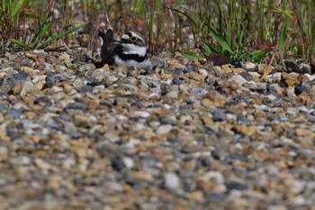 Little Ringed Plover 平城宮跡 Sun, 5/5/2024