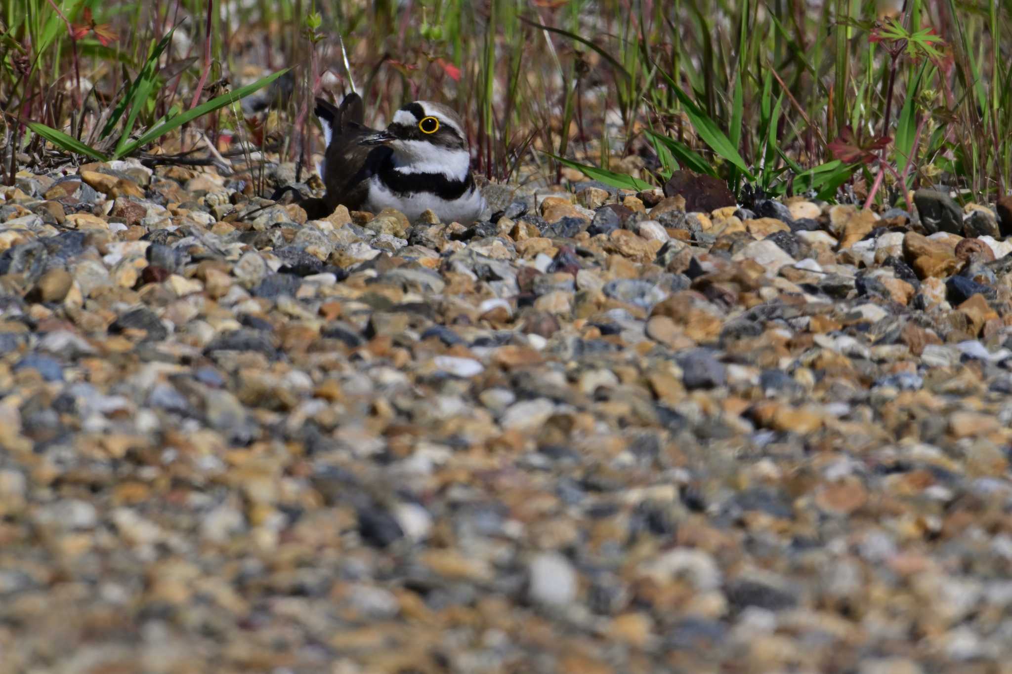 Little Ringed Plover