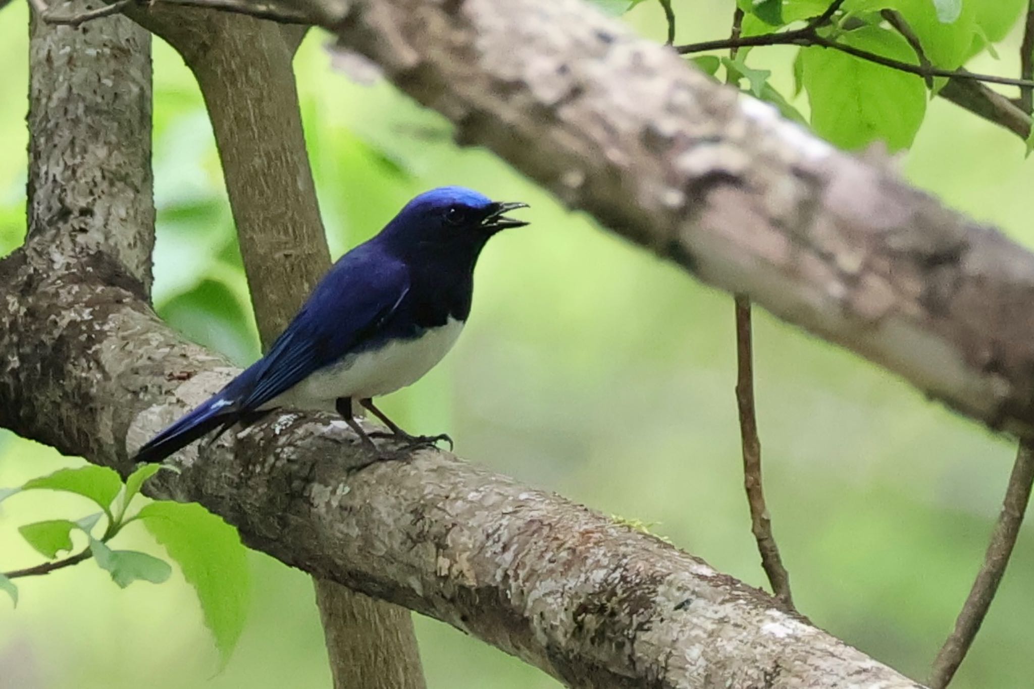 Blue-and-white Flycatcher