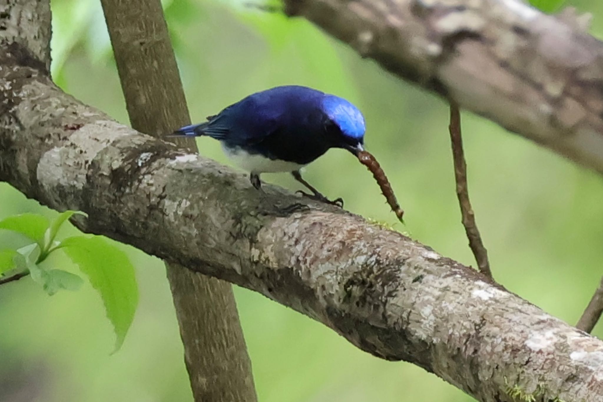 Blue-and-white Flycatcher