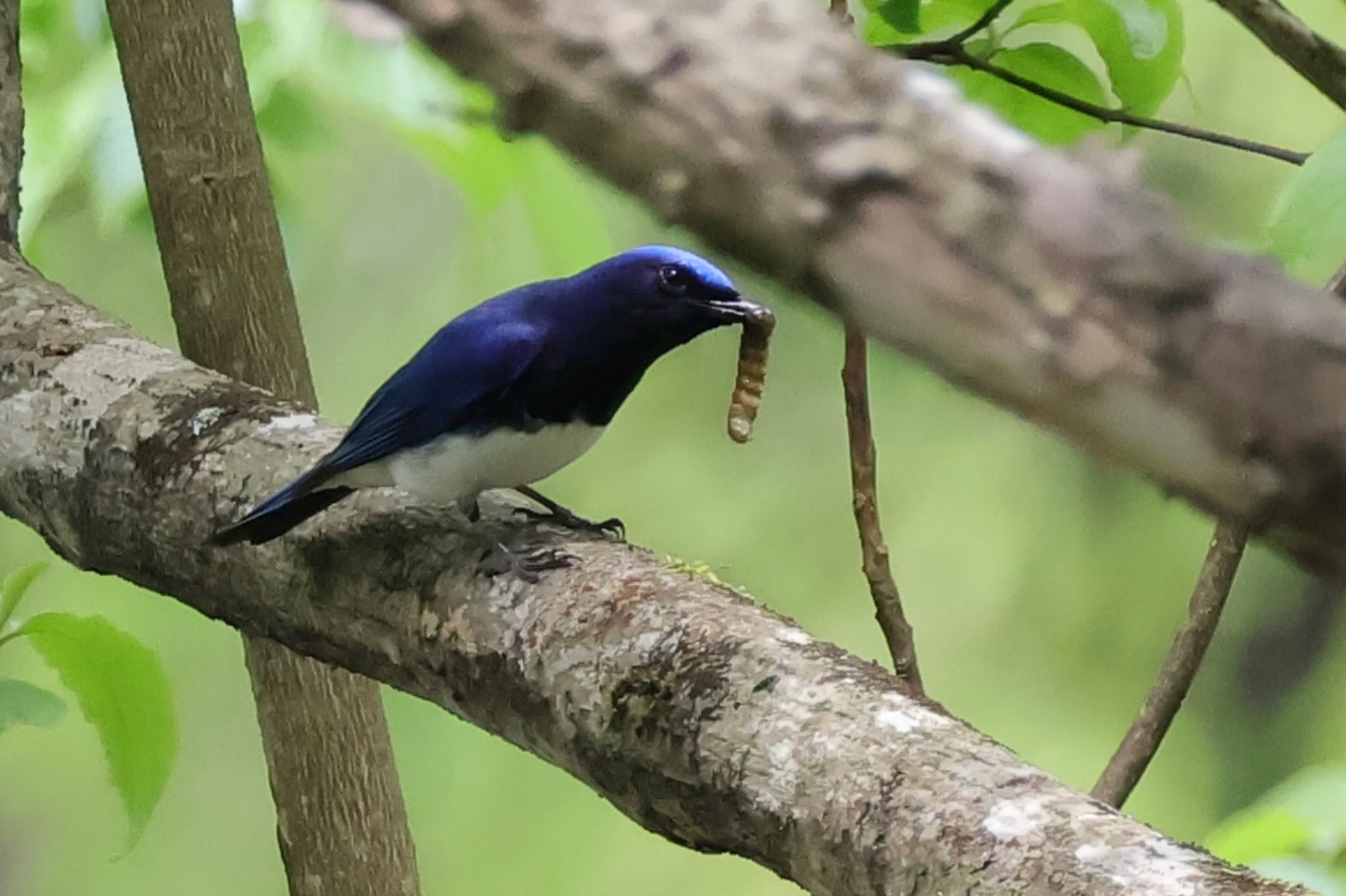 Blue-and-white Flycatcher