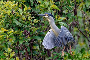 Striated Heron Ukima Park Sat, 4/27/2024