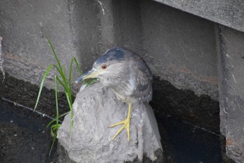 Black-crowned Night Heron マイフィールド(川) Wed, 5/15/2024