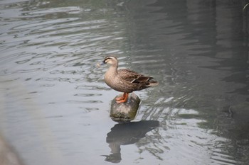 Eastern Spot-billed Duck マイフィールド(川) Wed, 5/15/2024