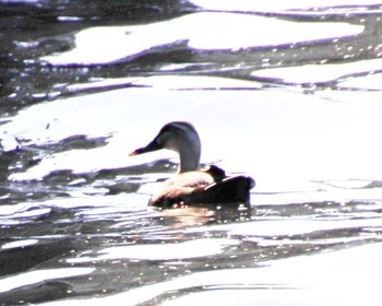 Eastern Spot-billed Duck 堺浜 Tue, 5/14/2024