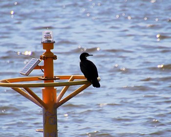 Great Cormorant 堺浜 Tue, 5/14/2024