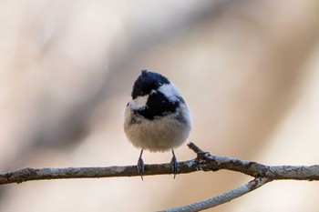 Coal Tit 山梨県 Fri, 5/3/2024